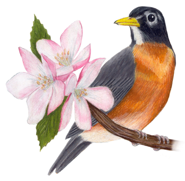 massachusetts-state-flower-and-bird-being-very-nice-microblog-picture